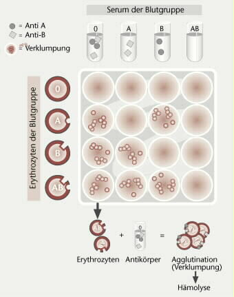 Blutgruppen