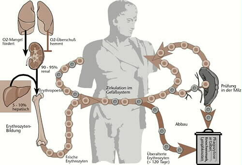 Kreislauf Erythrozyten